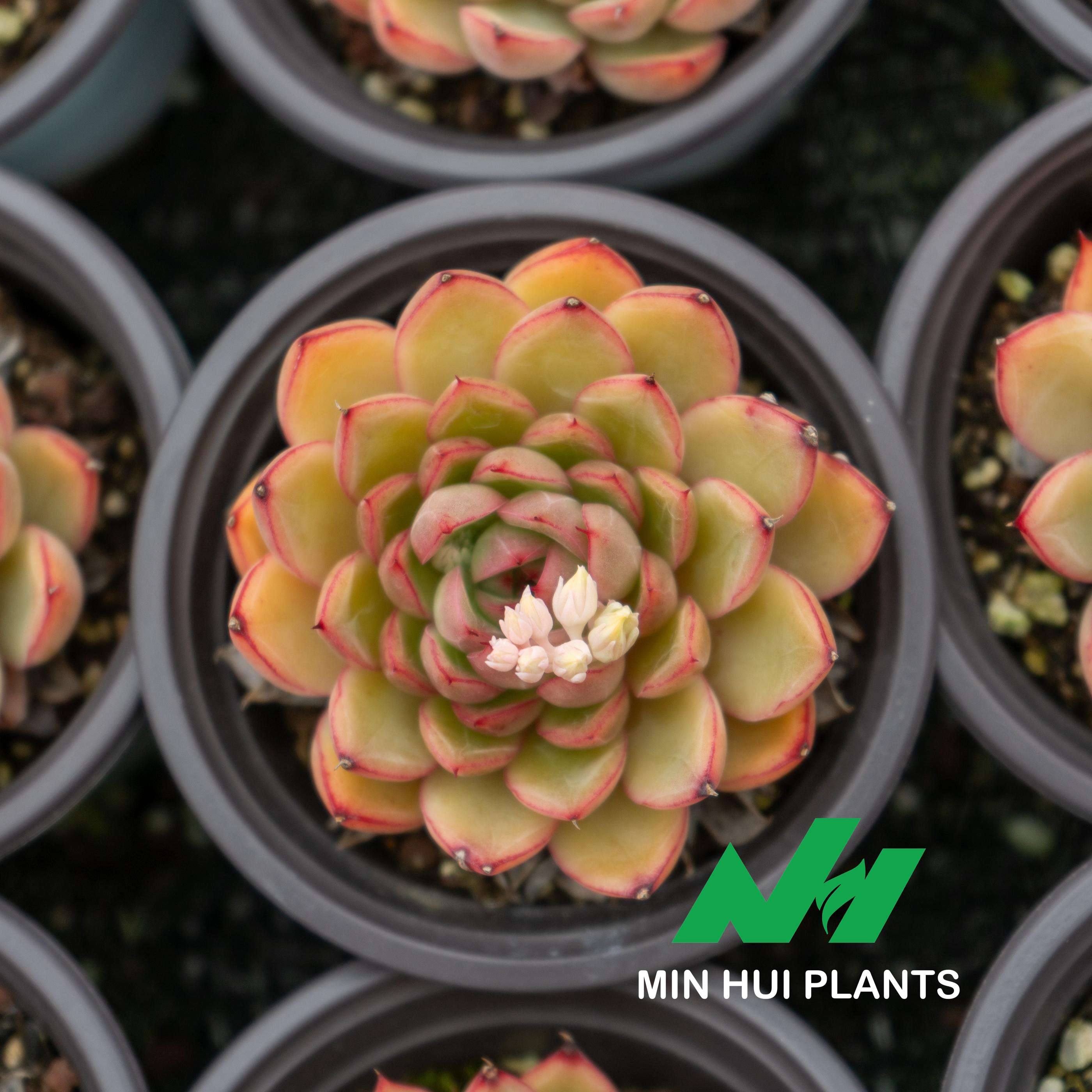 MinHui Plants-Candyburst thumbnail 2